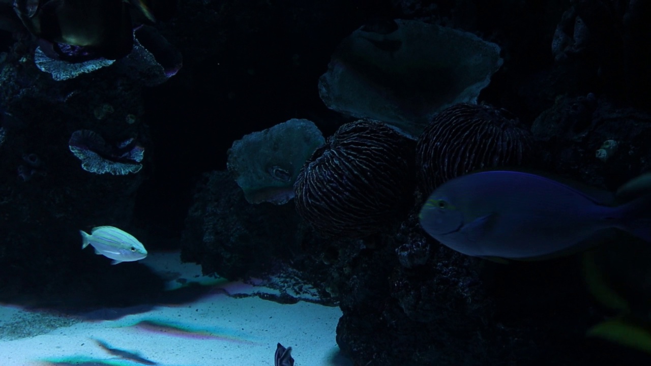 水族馆里的热带鱼和珊瑚礁。视频素材
