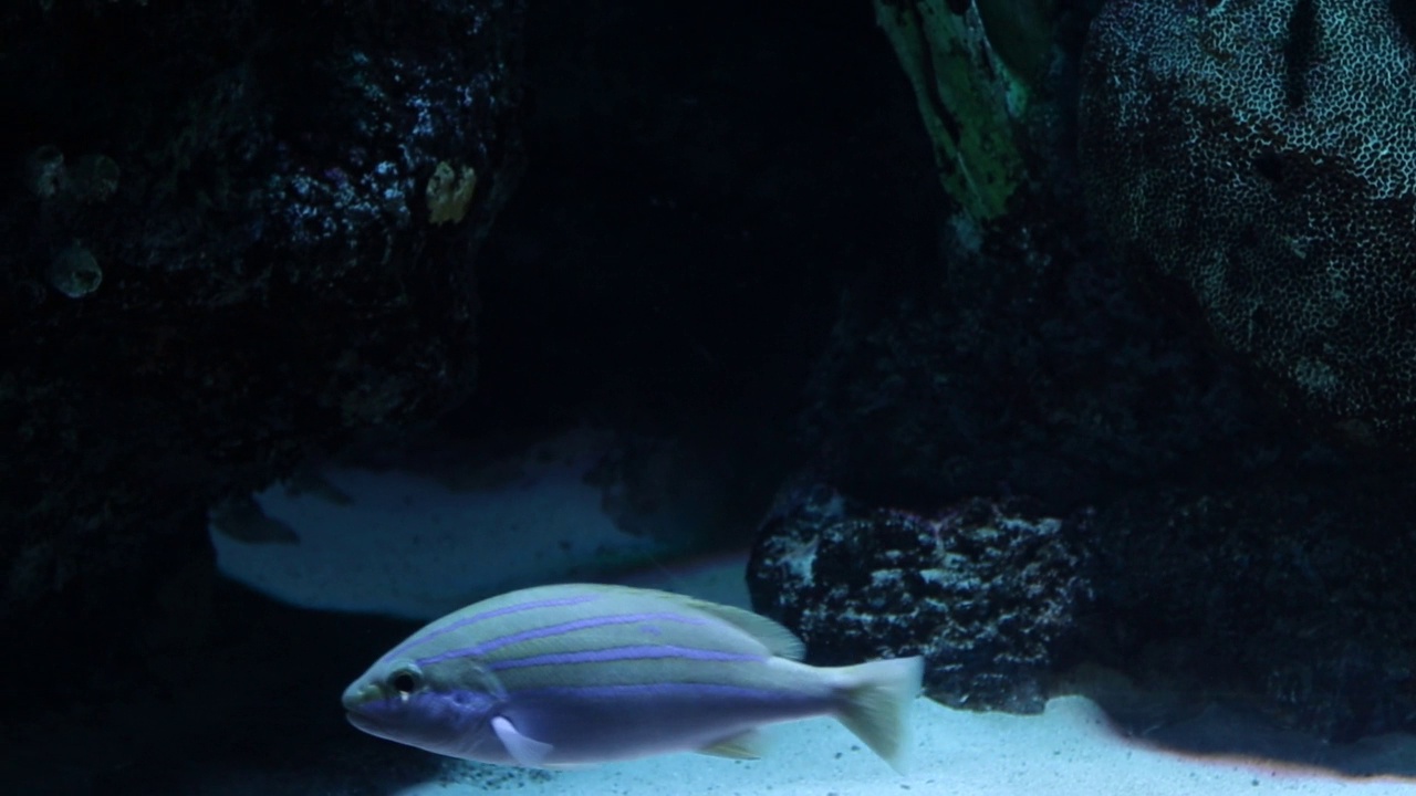 大型水族馆中的热带海鱼和珊瑚礁。视频素材