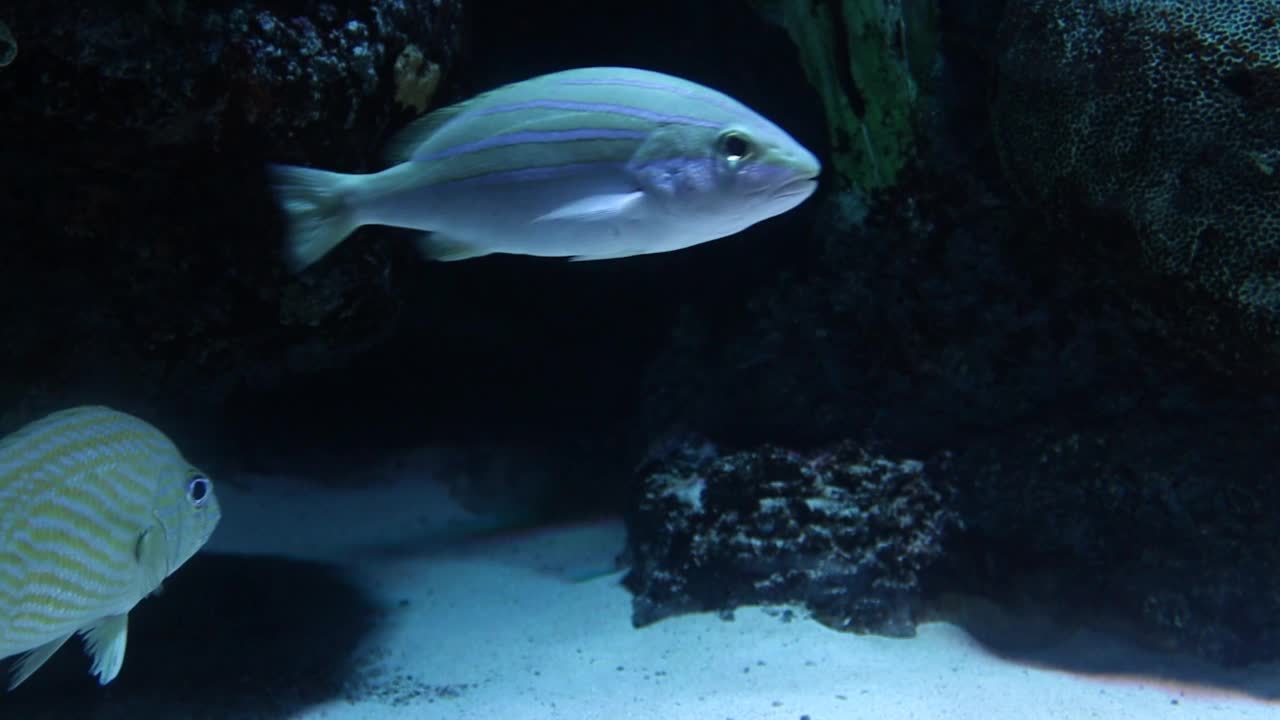 紫外线下水族馆中的热带鱼视频素材
