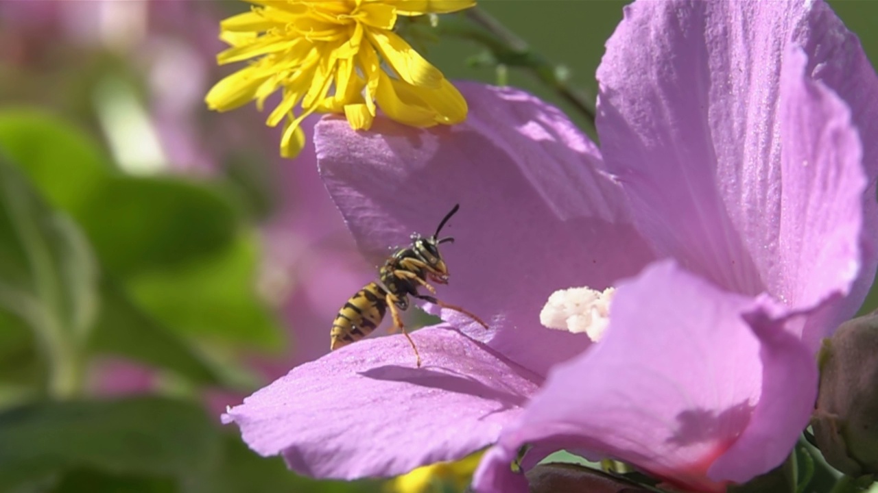 蜜蜂蜂视频素材