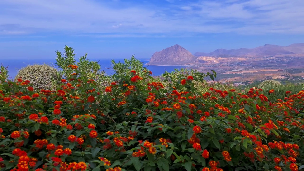 西西里岛，红色的大马塔纳花，背景是科法诺山的全景。意大利视频素材