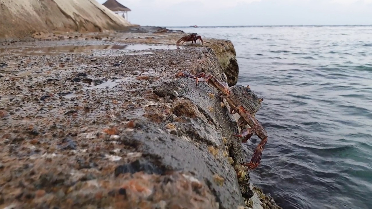 跟随马尔代夫的螃蟹在岩石上。低角度地面水平视图视频素材