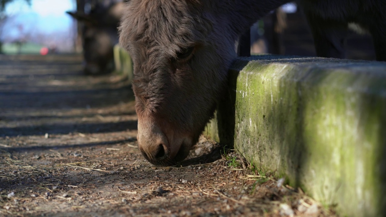 驴头出了栅栏在地上吃东西。低角度的角度来看视频素材