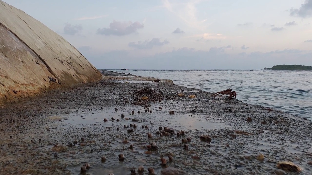 地面低角度的快速脚步岩石螃蟹的马尔代夫视频素材