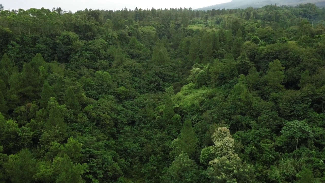从默拉皮火山山坡茂密的森林上空飞越视频素材