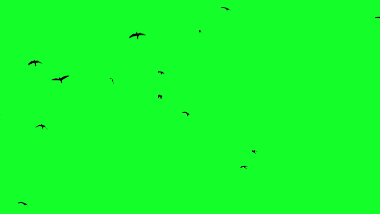 乌鸦飞在色度键视频素材