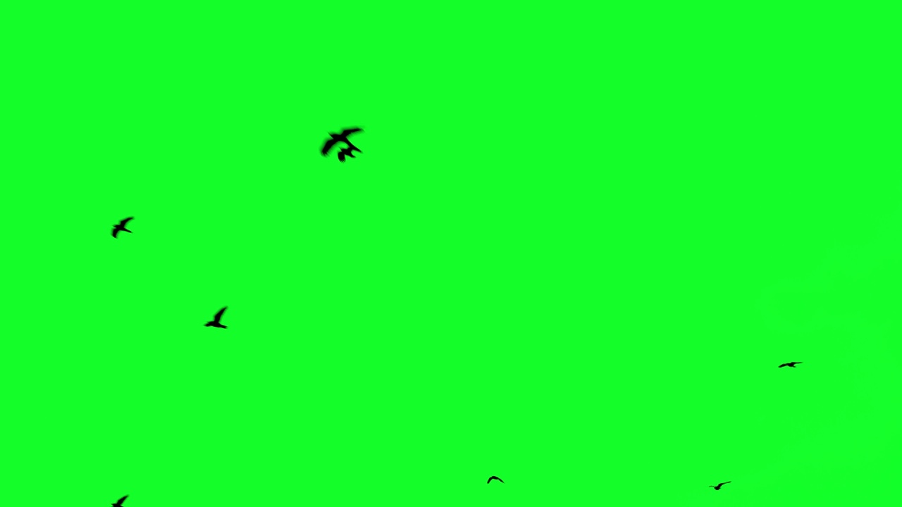 鸟儿在色度键上飞翔视频素材