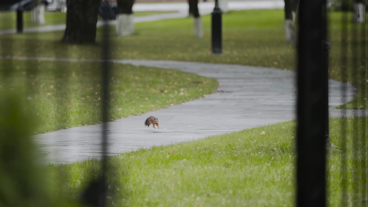 姜松鼠沿着公园的人行道跳，跳上草地。视频素材