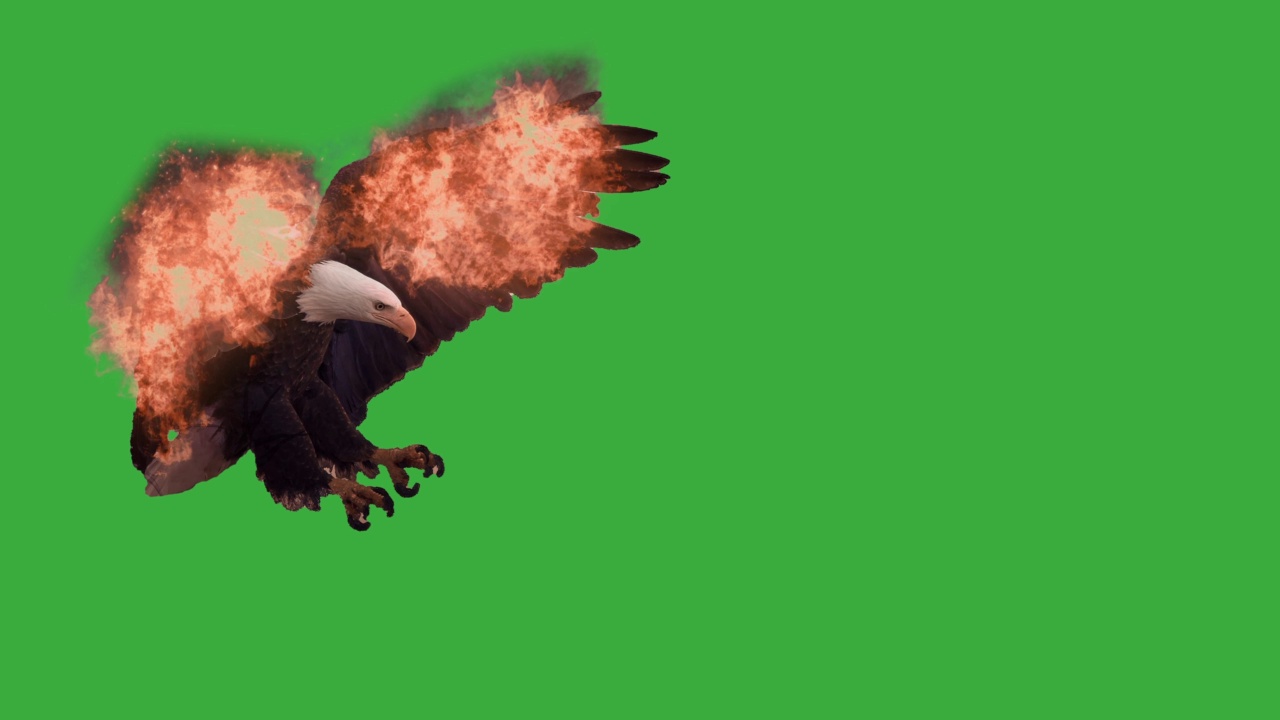 绿屏美国秃鹰的翅膀着火了视频下载