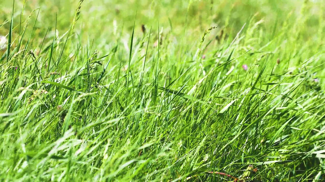 世界环境日，阳光明媚的一天，绿色的高草在强风中摇曳视频下载