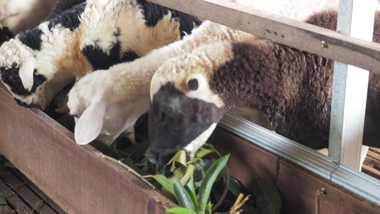 山羊在农场吃草视频素材