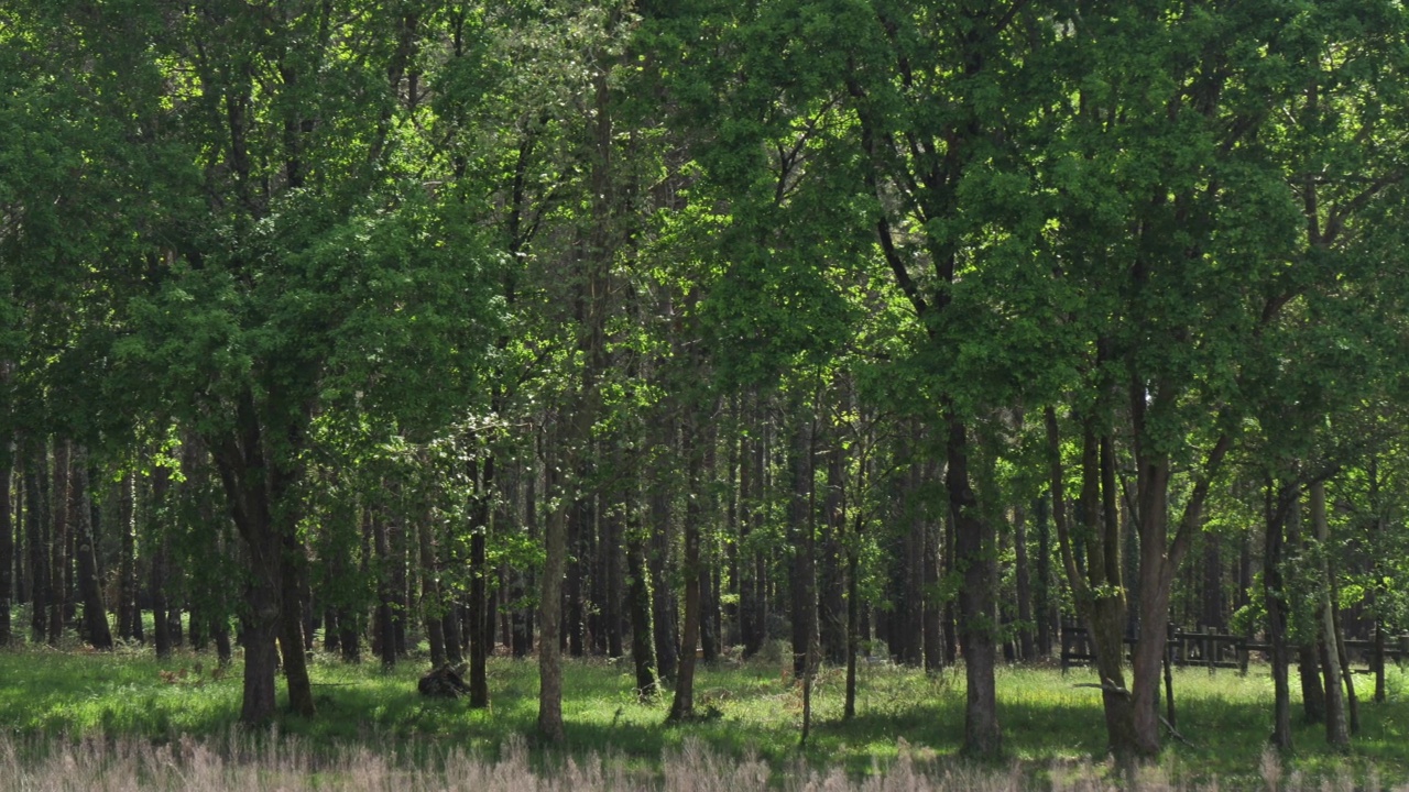 朗德森林，新阿基坦，法国。朗德斯森林是西欧最大的人造林地视频素材