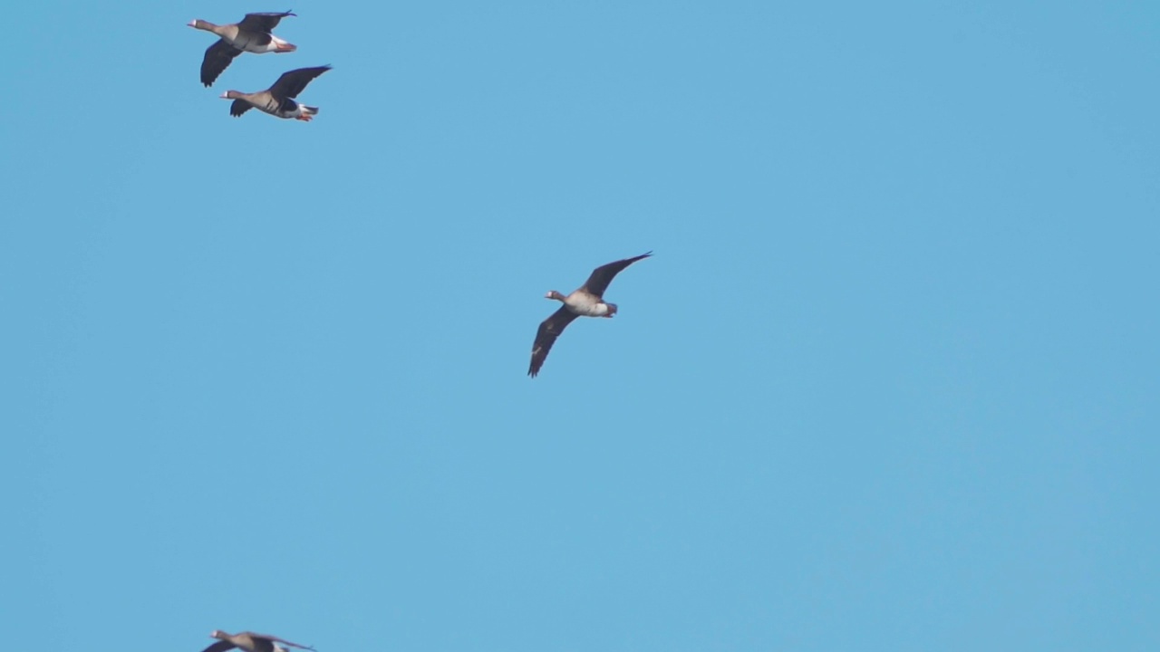 一群鸟-大白额鹅(Anser albifrons)飞过天空在一个阳光明媚的春天。视频下载