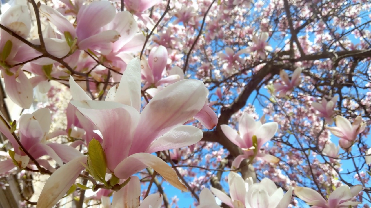 杜鹃花:映衬蓝天的杜鹃花或杜鹃花的开花枝视频素材