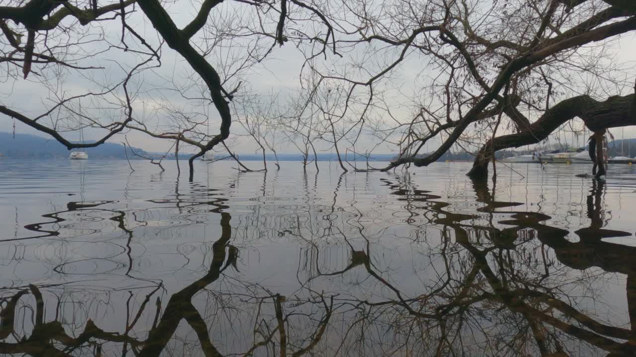 不可思议的树枝反射在湖面上。角度平移视频素材