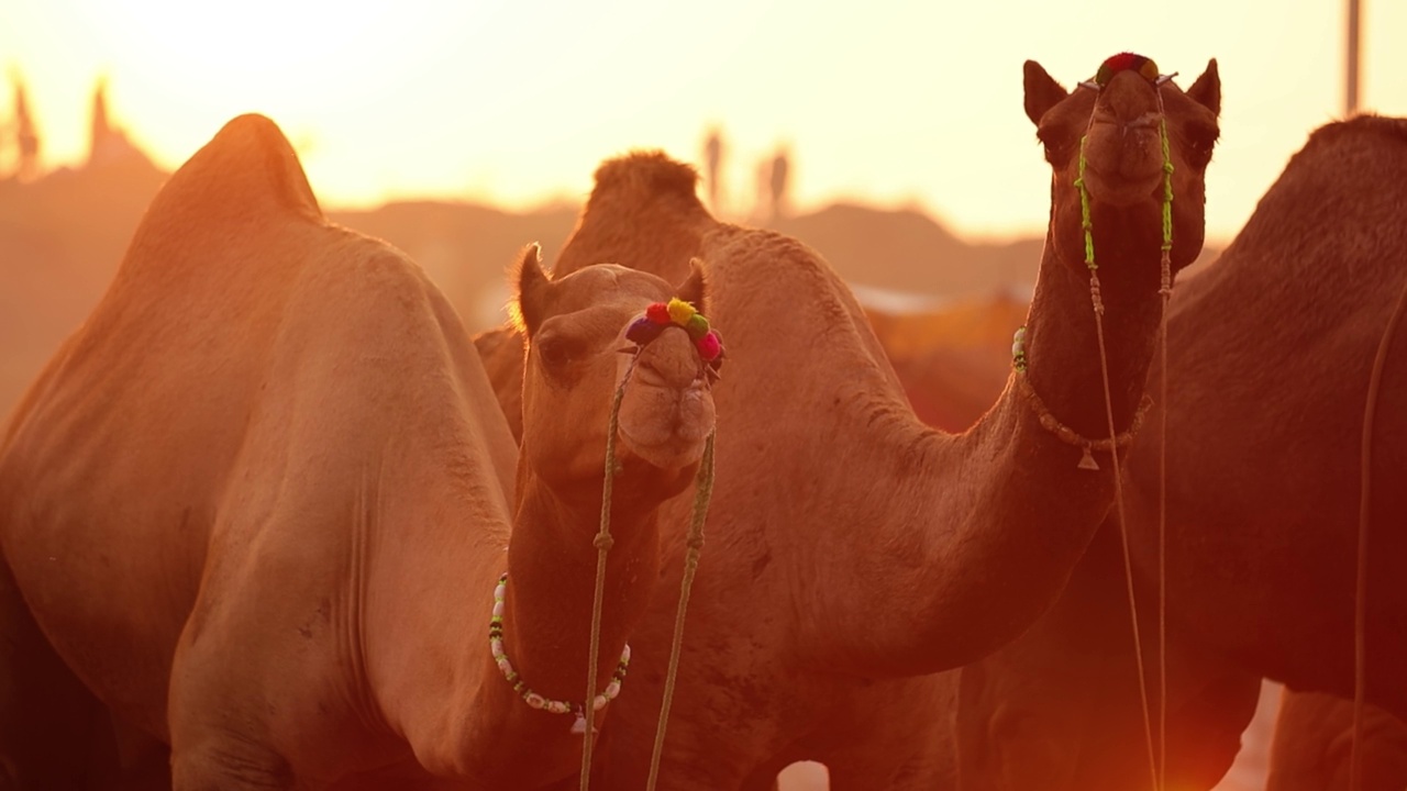 在印度拉贾斯坦邦的普什卡尔镇举行的一年一度的多日牲畜文化展览，也被称为普什卡尔骆驼展或当地的Kartik Mela。视频素材