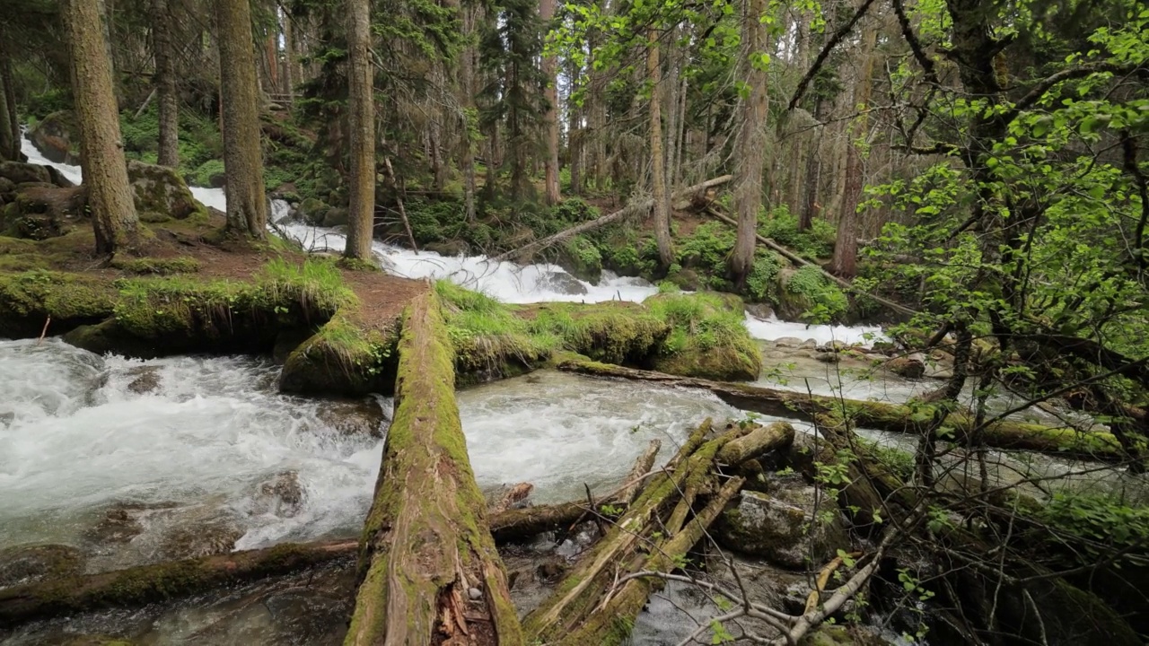 山河在树林中的慢动作。美丽的野生动物景观。视频素材