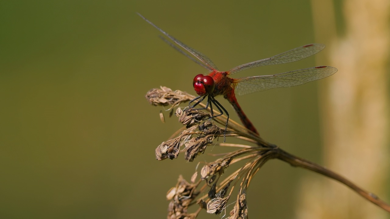 红蜻蜓(Crocothemis erythraea)是蜻蜓科的一种。它的常见名称包括宽猩红、普通猩红镖。视频素材