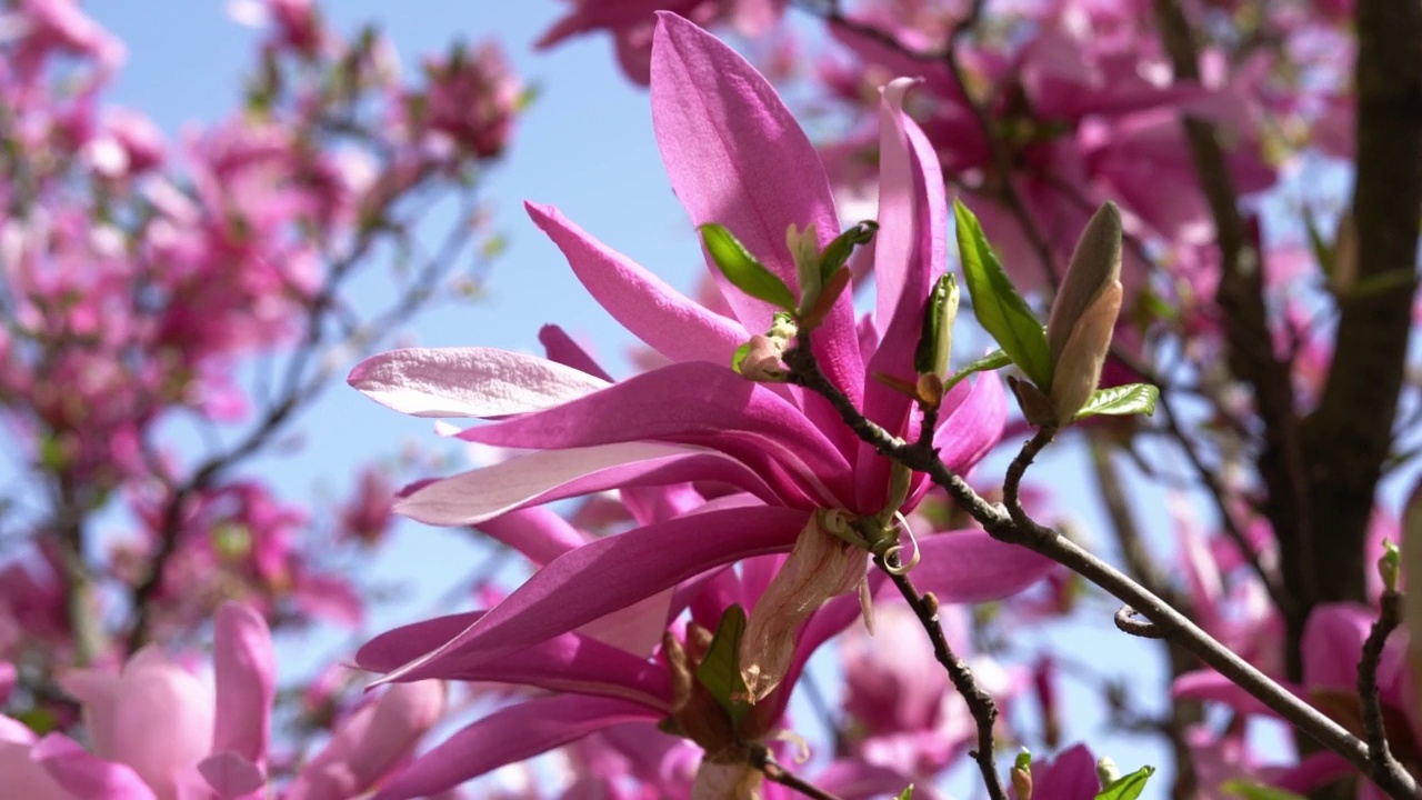 粉红色的玉兰花在风中摇曳，映衬着蔚蓝晴朗的天空，春天自然概念盛开的树木视频下载