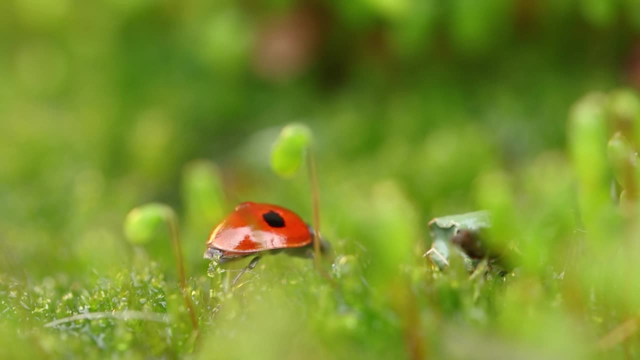 近距离野生动物的瓢虫在绿色的草地在森林视频素材