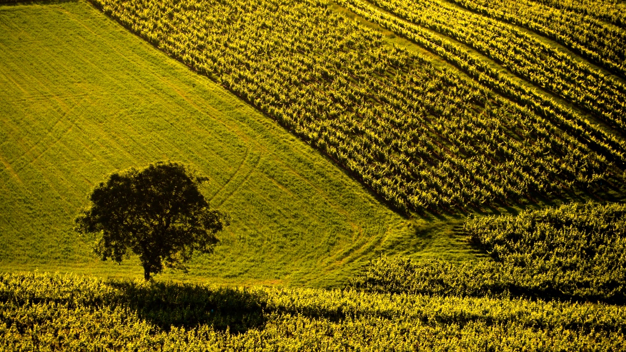 法国汝拉地区山上的绿色葡萄园视频素材