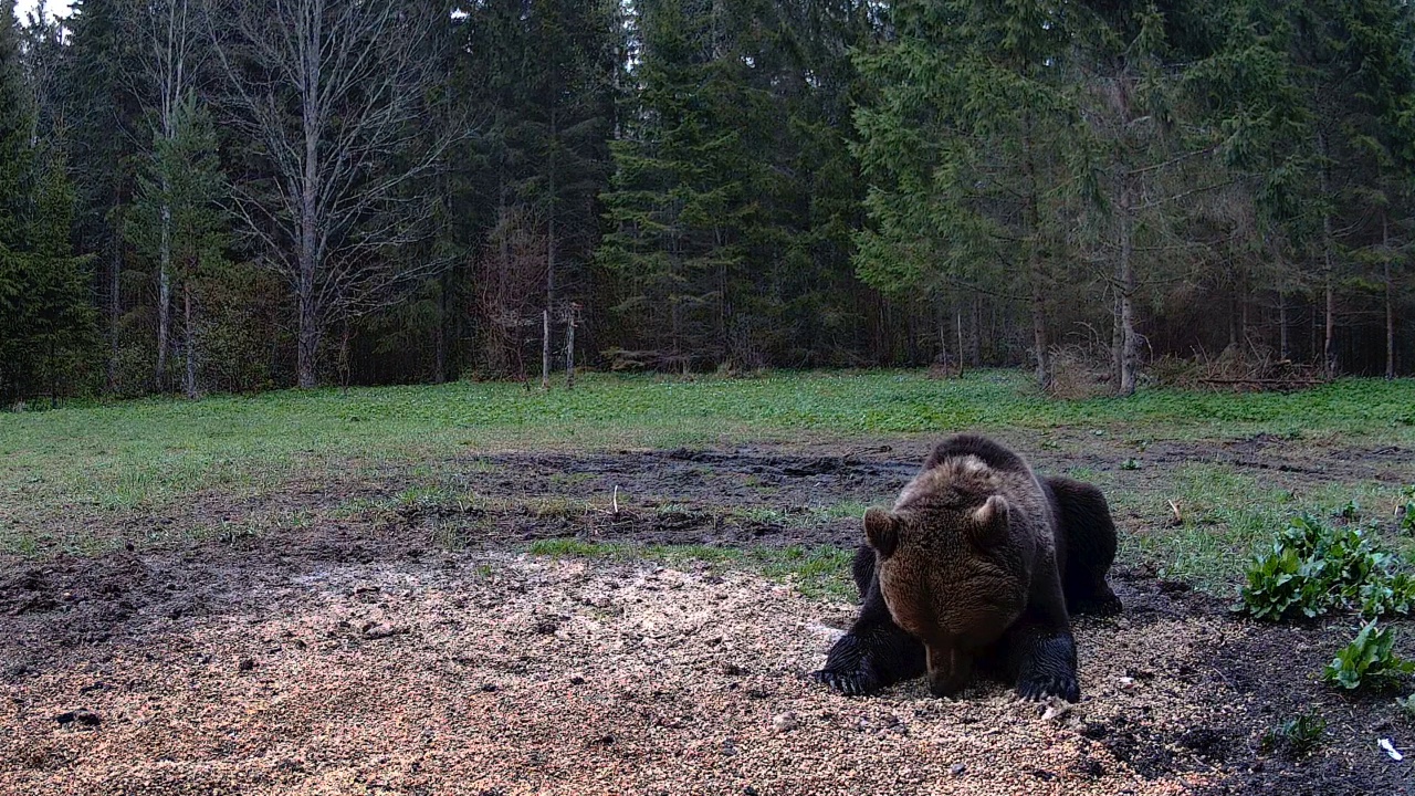 一只棕熊躺在爱沙尼亚森林的地上视频素材