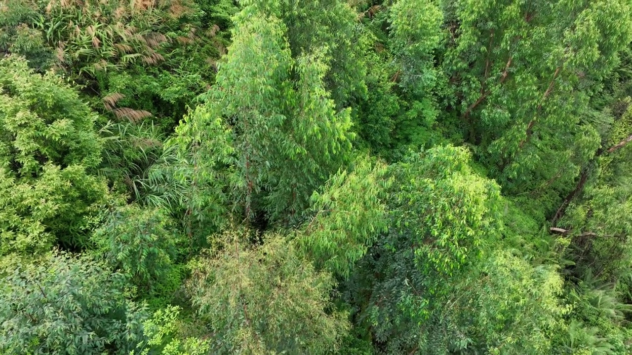 夏季热带森林的航拍镜头视频下载