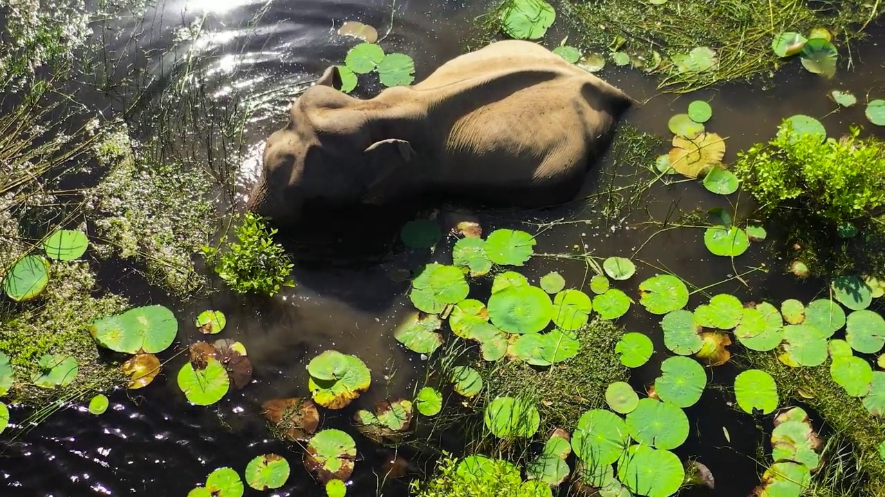 斯里兰卡自然保护区湖中的大象。视频下载
