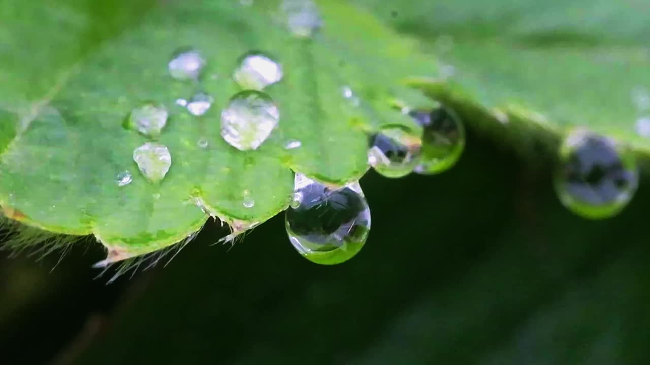草莓叶边缘的水滴视频下载