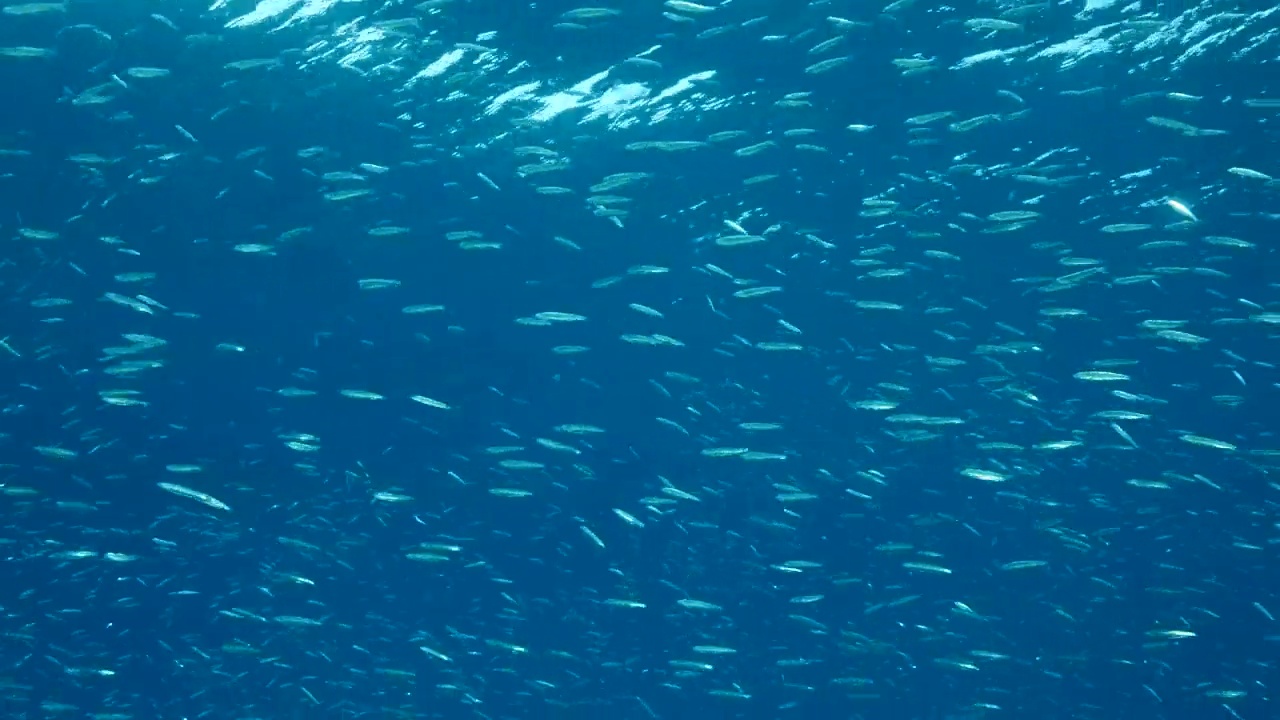 一大群小鲱鱼，精致的圆鲱鱼或小鲱鱼(Spratelloides delicatulus)。一大群小鱼在阳光下在蓝色的水中游泳。4 k-60fps视频素材