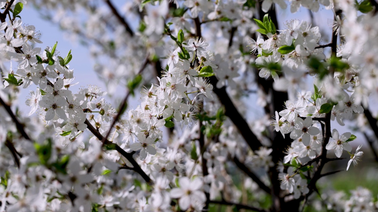 樱花在风中摇曳，开着白花视频素材