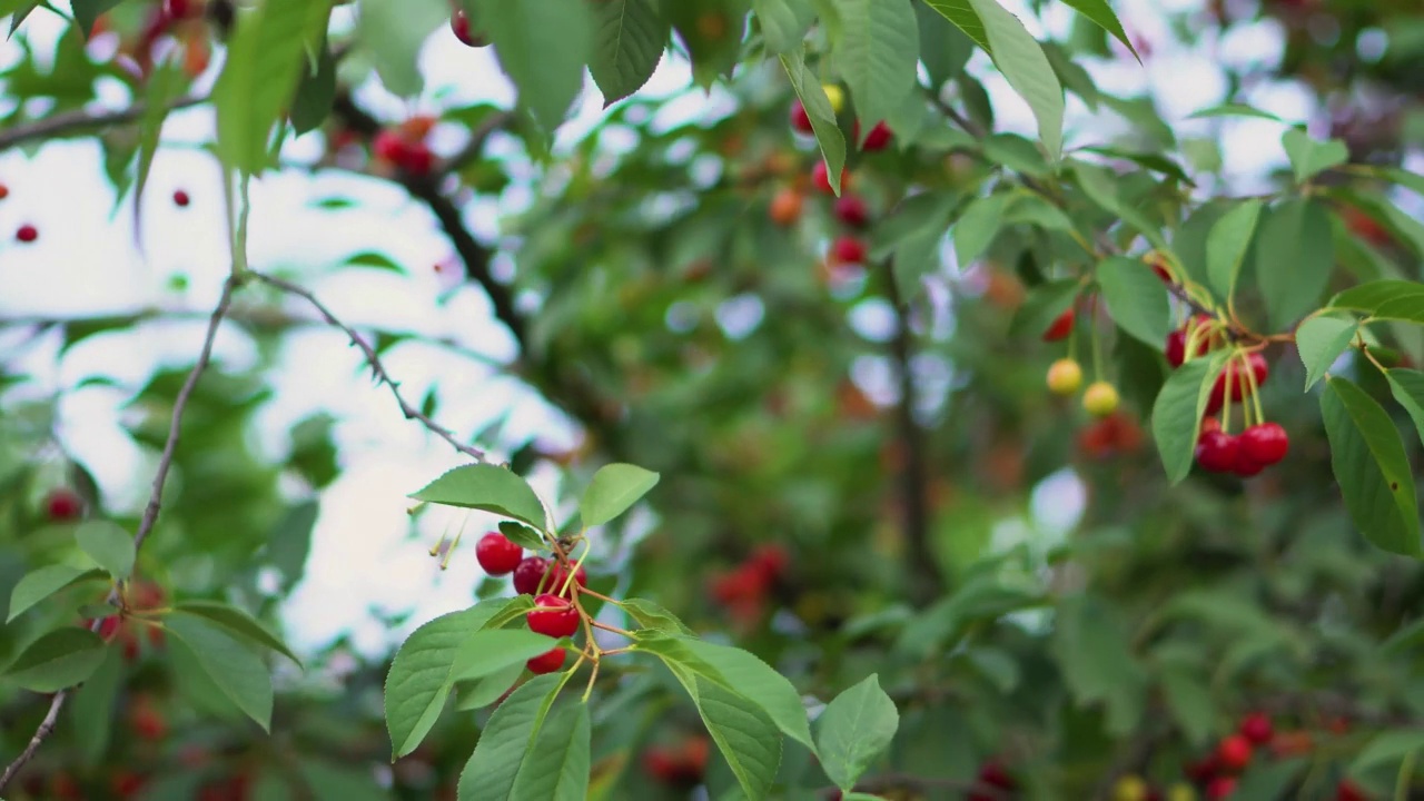 花园里的樱桃。树上成熟的红色果实特写视频素材