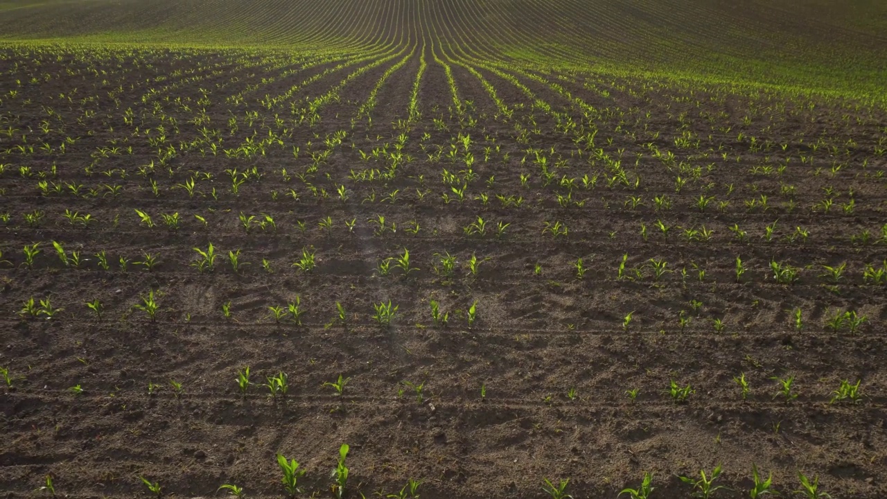 长满玉米的绿色田野。成行发芽的幼苗。农业产业视频素材