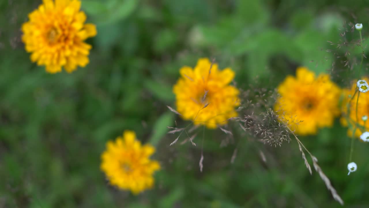 黄色的金盏花在草地和绿色植物的背景上视频素材
