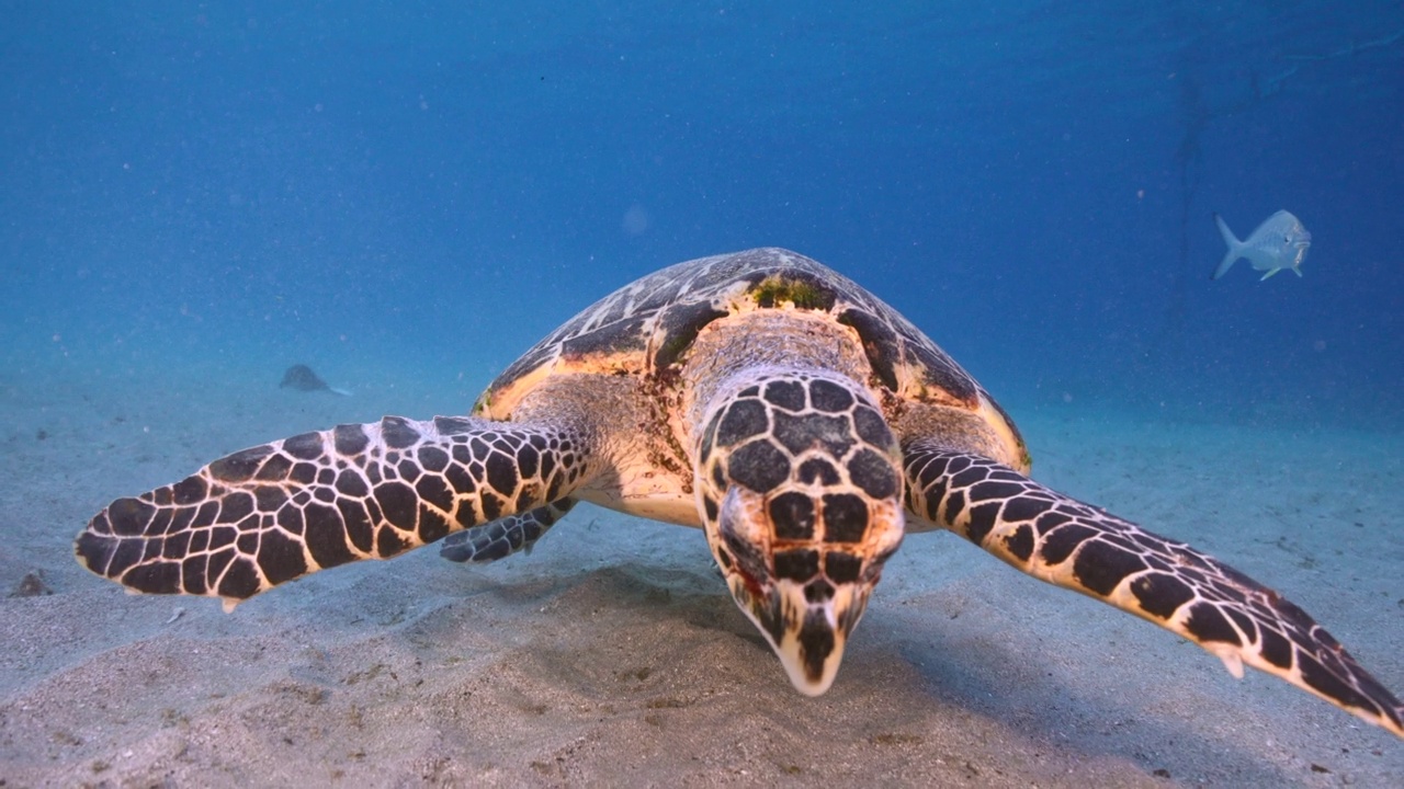 库拉索岛加勒比海的珊瑚礁中，玳瑁海龟的4K 120帧超慢动作海景视频下载