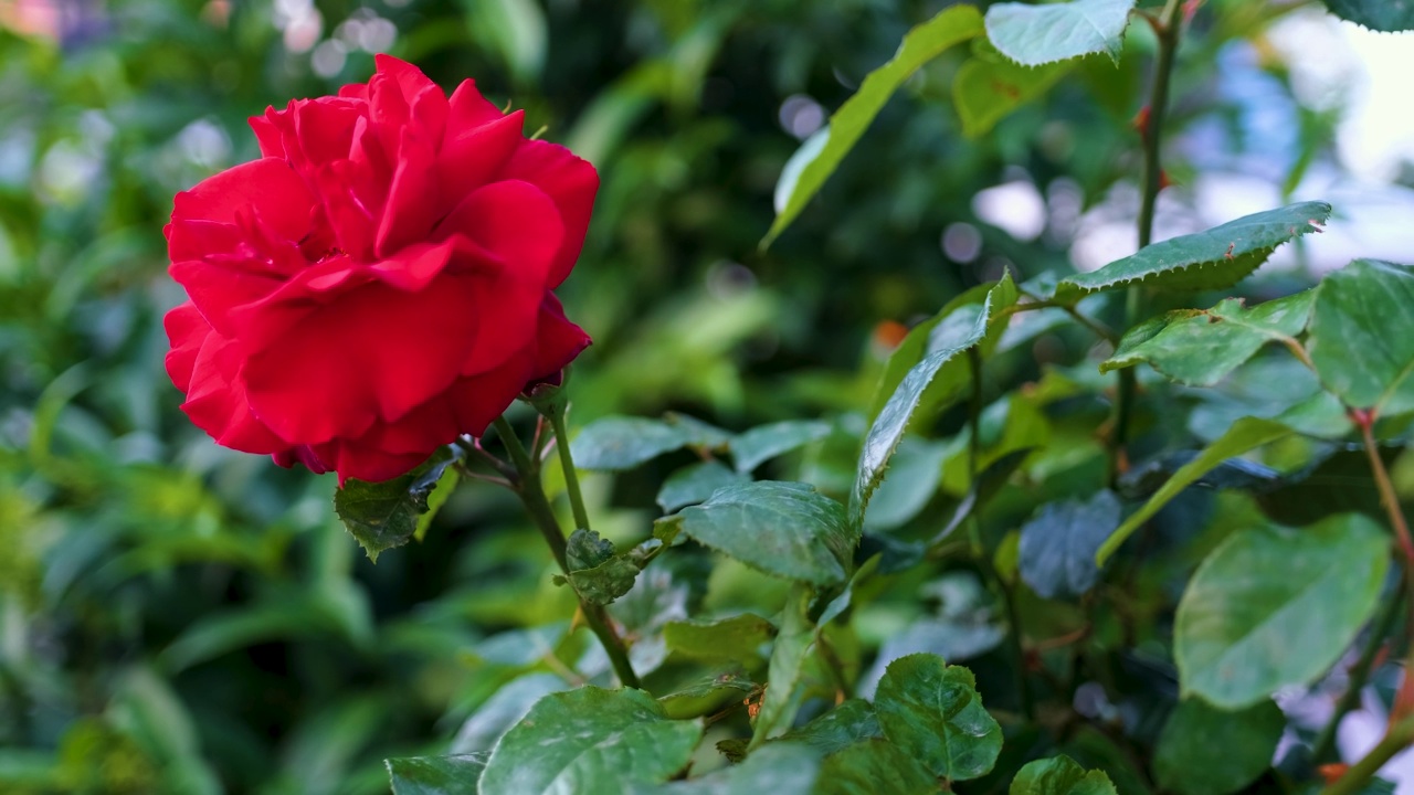 红玫瑰在花园里视频素材