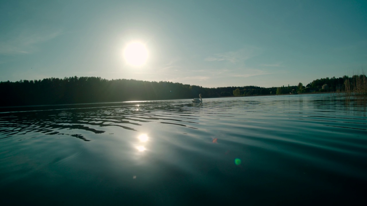 慢镜头:天鹅在夕阳下游泳视频素材