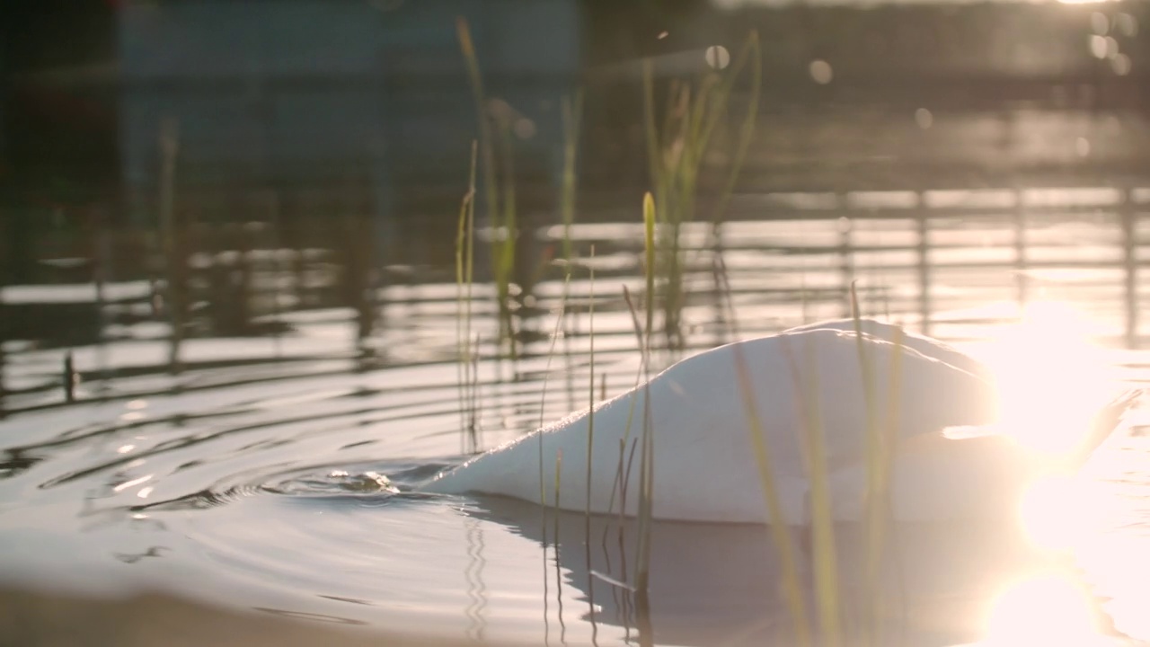 慢镜头:天鹅在夕阳下游泳视频素材