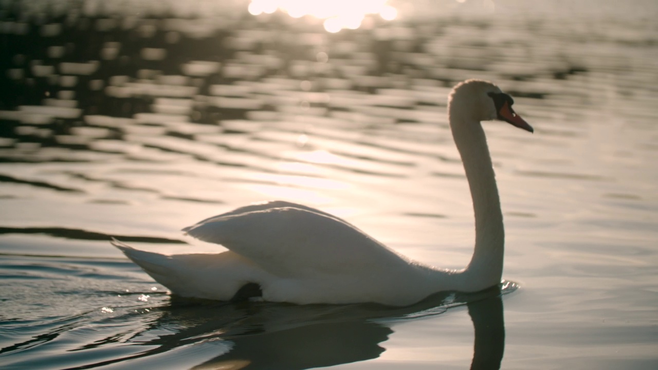 慢镜头:天鹅在夕阳下游泳视频下载