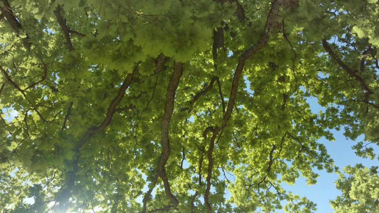 新鲜的橡树叶子在风中摇曳。视频素材