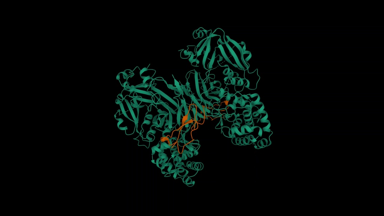 白喉毒素(绿色)和肝素结合表皮生长因子(棕色)的复合物。视频下载