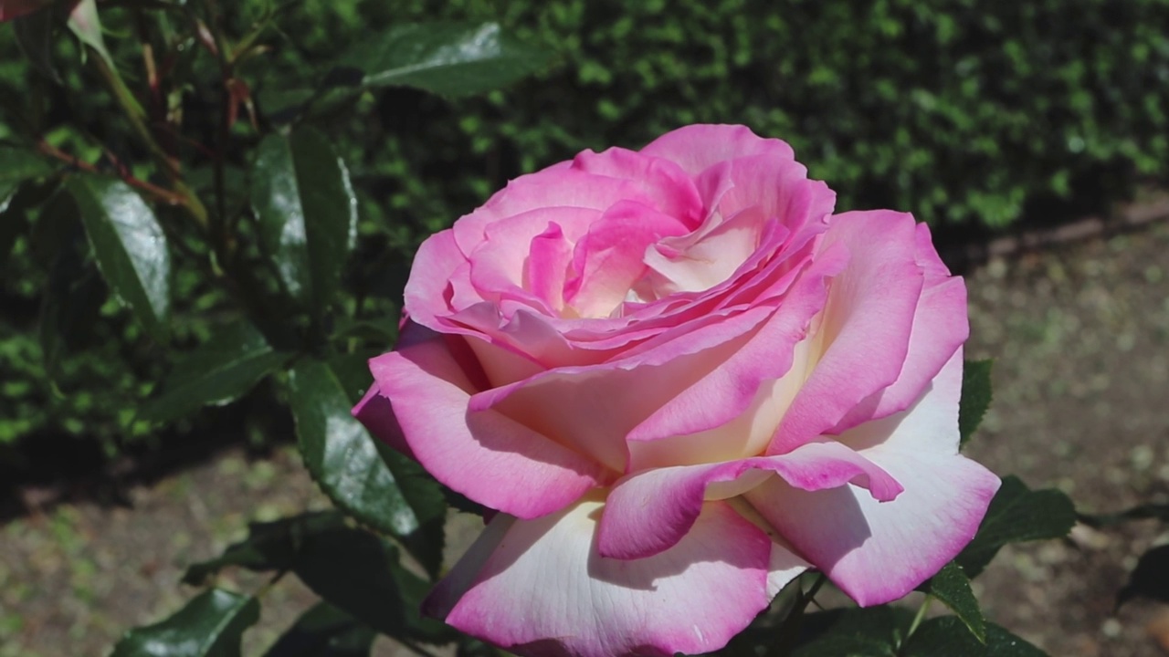 粉红玫瑰花特写。视频素材
