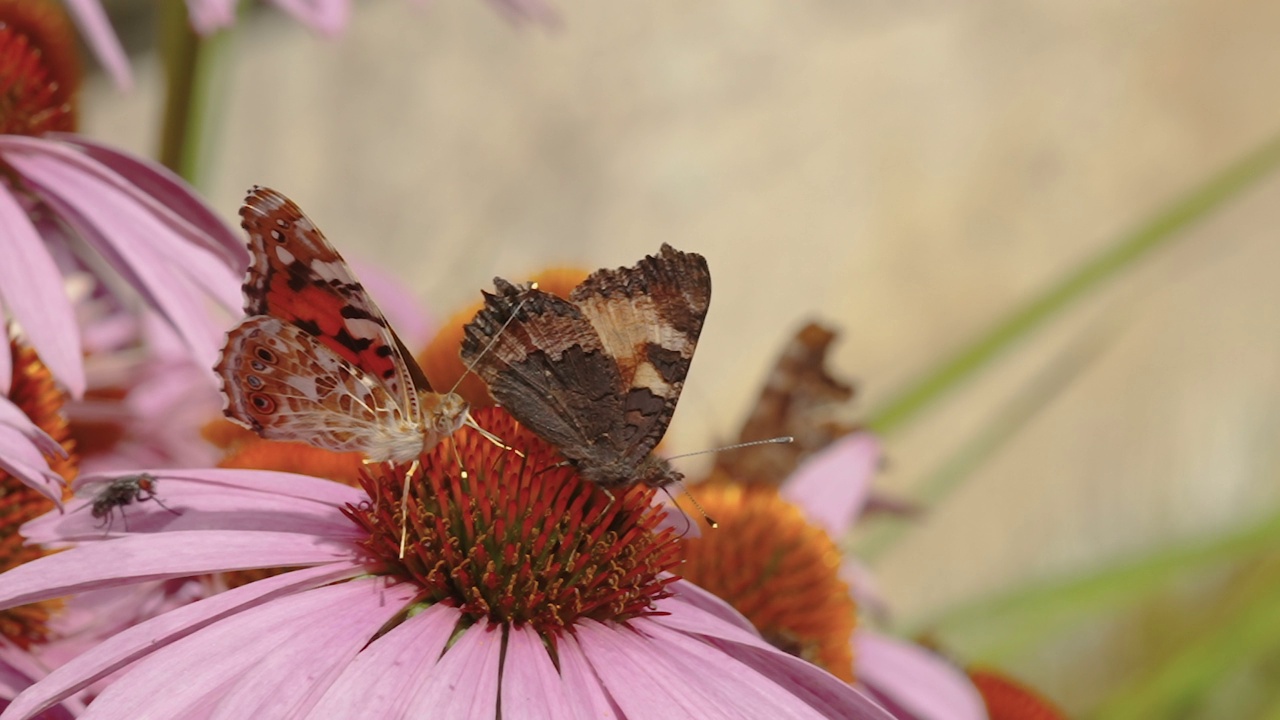 两只蝴蝶在爱沙尼亚的槐花上授粉视频下载