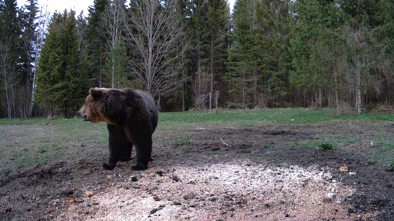 在爱沙尼亚，野生熊正在吃地上的东西视频素材