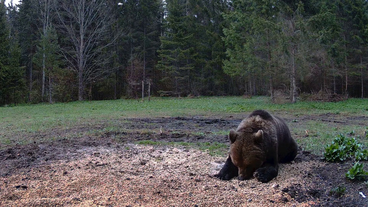 爱沙尼亚森林里愤怒的熊的样子视频素材
