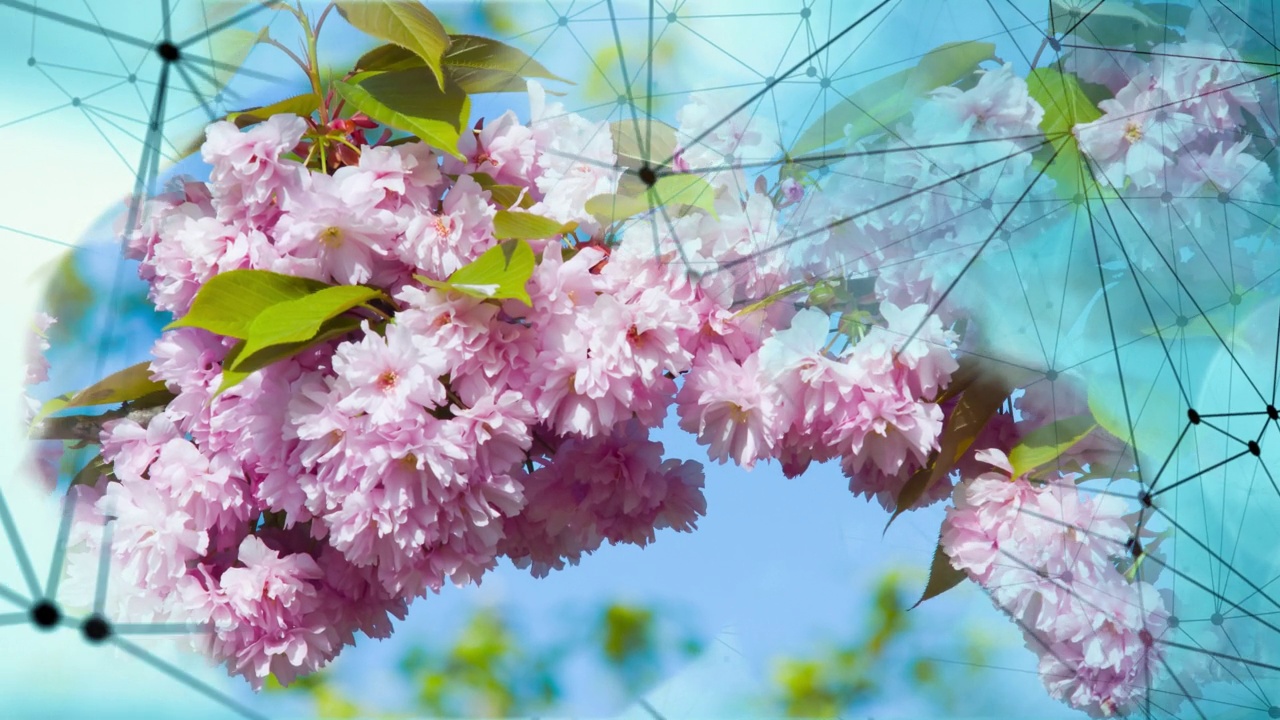 美丽盛开的植物群春天自然蓝色，风景白紫色的背景视频下载