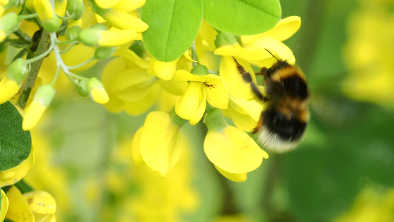 英国湖区安布尔赛德的一株金链花(Laburnum anagyroides)与大黄蜂一起采集花粉。视频素材