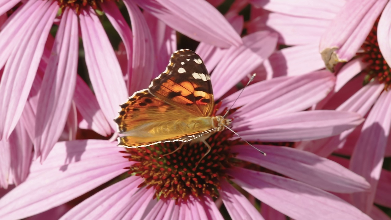 在爱沙尼亚的松树花上的棕色蝴蝶的俯视图视频下载