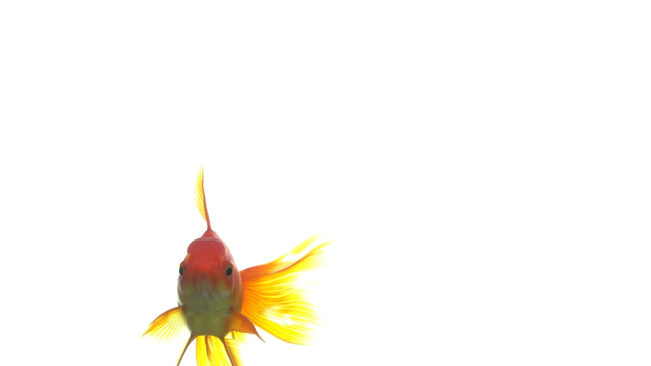金鱼游泳在黑色的背景视频素材