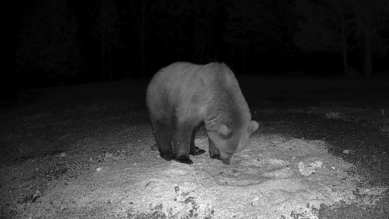 一只大熊躺在爱沙尼亚森林里的地上视频素材
